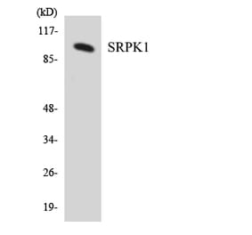 Western Blot - Anti-SRPK1 Antibody (R12-3560) - Antibodies.com