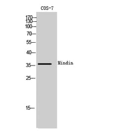 Western Blot - Anti-SPON2 Antibody (C20686) - Antibodies.com