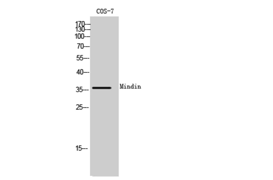 Western Blot - Anti-SPON2 Antibody (C20686) - Antibodies.com