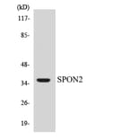 Western Blot - Anti-SPON2 Antibody (R12-3557) - Antibodies.com