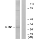 Western Blot - Anti-SPIN1 Antibody (C11983) - Antibodies.com