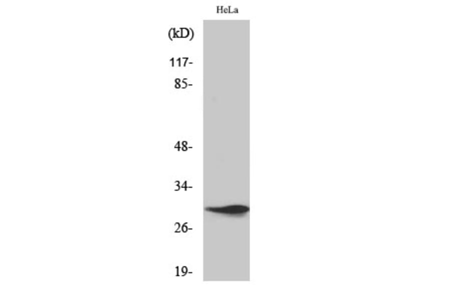 Western Blot - Anti-SPIN1 Antibody (C11983) - Antibodies.com