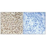 Immunohistochemistry - Anti-SPIN1 Antibody (C11983) - Antibodies.com