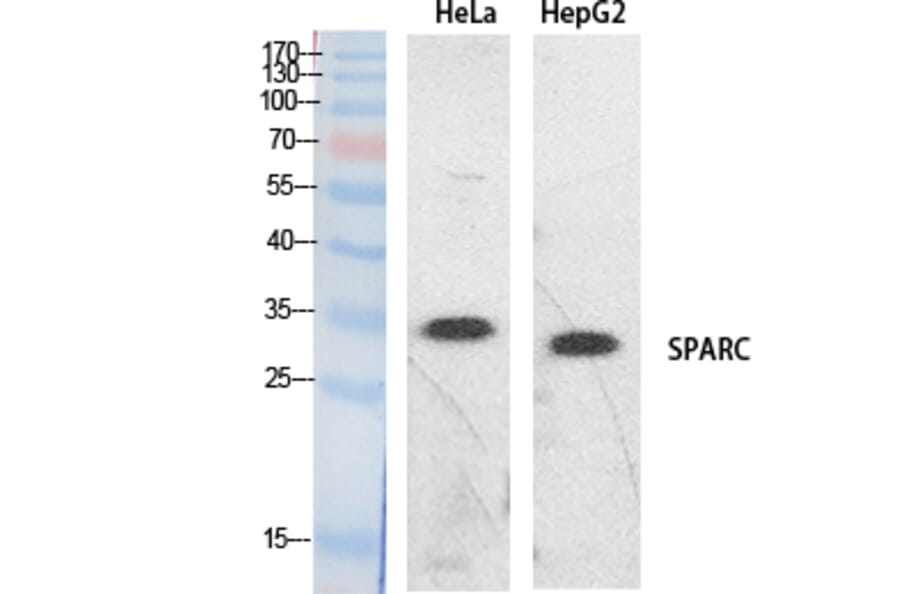 Western Blot - Anti-SPARC Antibody (C30227) - Antibodies.com