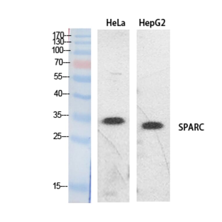 Western Blot - Anti-SPARC Antibody (C30227) - Antibodies.com