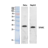Western Blot - Anti-SPARC Antibody (C30227) - Antibodies.com