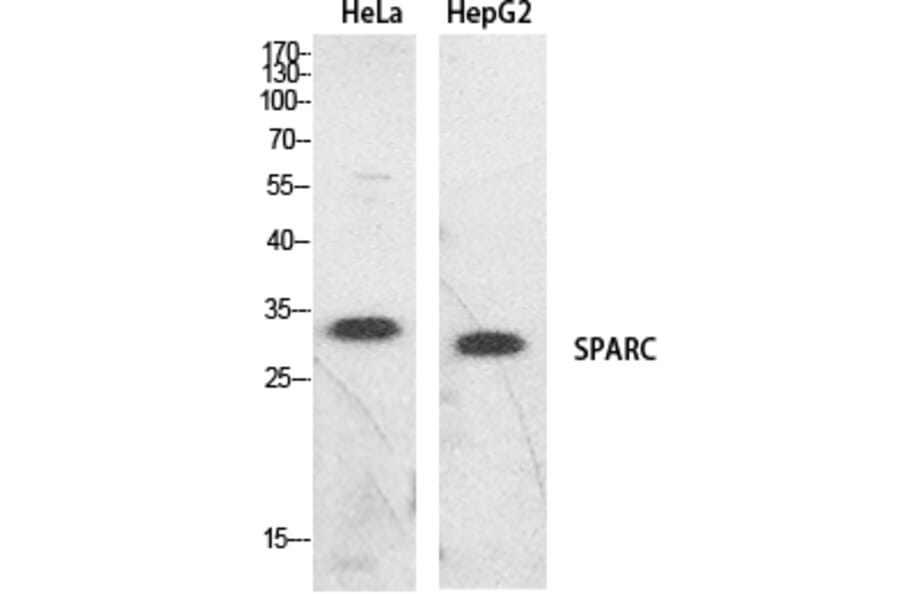 Western Blot - Anti-SPARC Antibody (C30227) - Antibodies.com