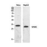 Western Blot - Anti-SPARC Antibody (C30227) - Antibodies.com