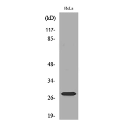 Western Blot - Anti-SNRPN Antibody (C30295) - Antibodies.com