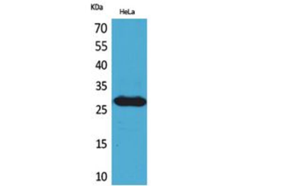 Western Blot - Anti-SNRPN Antibody (C30295) - Antibodies.com