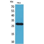 Western Blot - Anti-SNRPN Antibody (C30295) - Antibodies.com