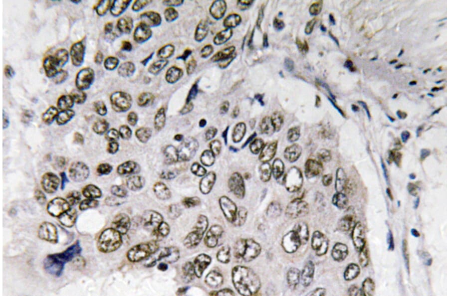 Immunohistochemistry - Anti-Smad6 Antibody (R12-2358) - Antibodies.com