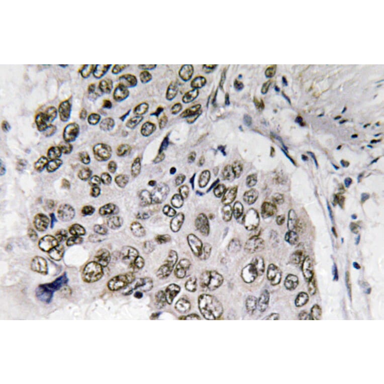 Immunohistochemistry - Anti-Smad6 Antibody (R12-2358) - Antibodies.com