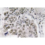 Immunohistochemistry - Anti-Smad6 Antibody (R12-2358) - Antibodies.com
