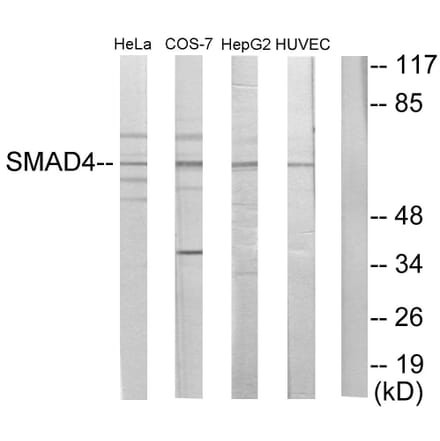 Western Blot - Anti-Smad4 Antibody (C10983) - Antibodies.com