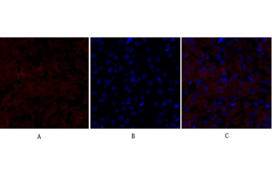 Immunofluorescence - Anti-Smad4 Antibody (C10983) - Antibodies.com