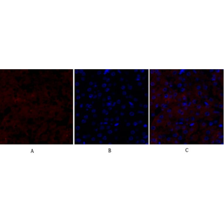 Immunofluorescence - Anti-Smad4 Antibody (C10983) - Antibodies.com