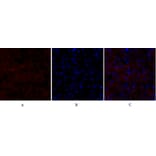 Immunofluorescence - Anti-Smad4 Antibody (C10983) - Antibodies.com