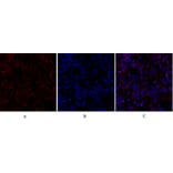 Immunofluorescence - Anti-Smad4 Antibody (C10983) - Antibodies.com