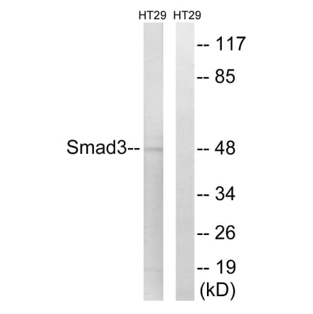 Western Blot - Anti-Smad3 Antibody (B1003) - Antibodies.com