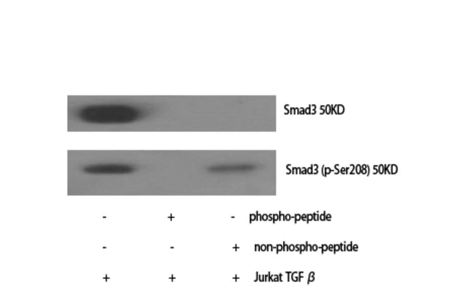 Western Blot - Anti-Smad3 Antibody (B1003) - Antibodies.com