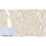 Immunohistochemistry - Anti-Smad3 Antibody (B1003) - Antibodies.com