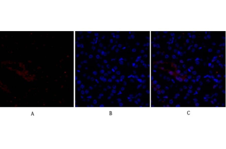 Immunofluorescence - Anti-Smad3 Antibody (B1003) - Antibodies.com