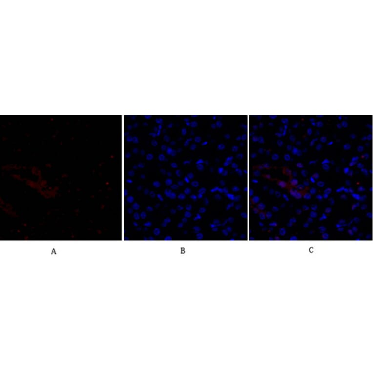 Immunofluorescence - Anti-Smad3 Antibody (B1003) - Antibodies.com
