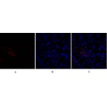 Immunofluorescence - Anti-Smad3 Antibody (B1003) - Antibodies.com