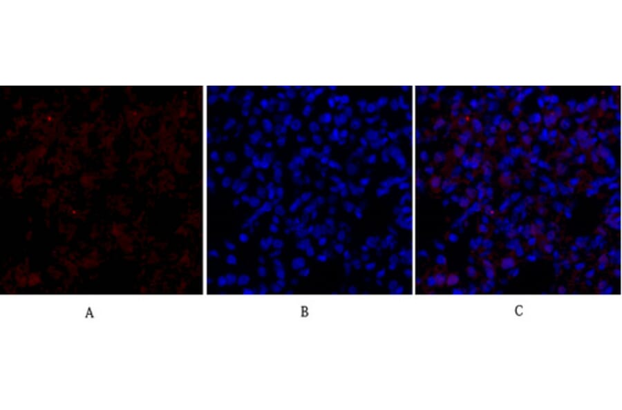 Immunofluorescence - Anti-Smad3 Antibody (B1003) - Antibodies.com