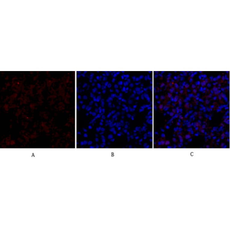 Immunofluorescence - Anti-Smad3 Antibody (B1003) - Antibodies.com