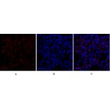 Immunofluorescence - Anti-Smad3 Antibody (B1003) - Antibodies.com
