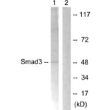 Western Blot - Anti-Smad3 Antibody (B1007) - Antibodies.com