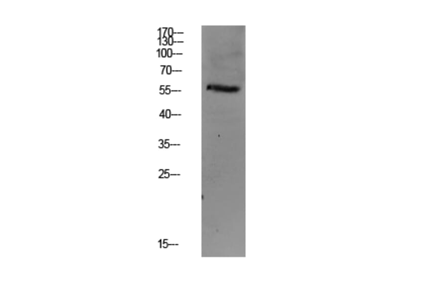 Western Blot - Anti-Smad3 Antibody (B1007) - Antibodies.com