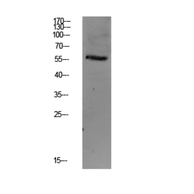 Western Blot - Anti-Smad3 Antibody (B1007) - Antibodies.com