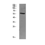 Western Blot - Anti-Smad3 Antibody (B1007) - Antibodies.com
