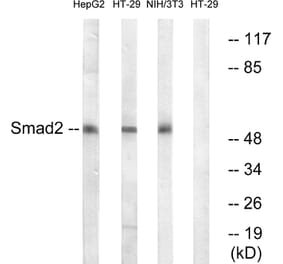 Western Blot - Anti-Smad2 Antibody (B0999) - Antibodies.com