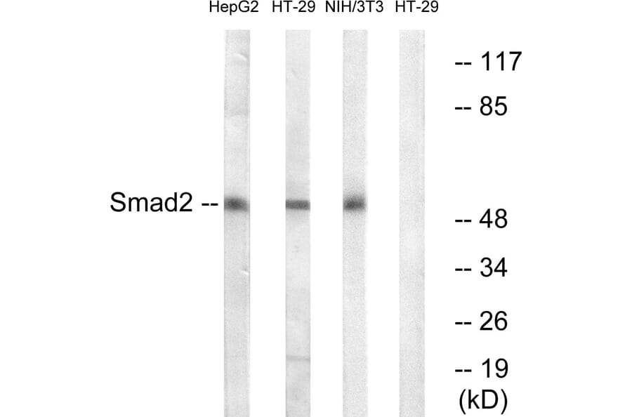 Western Blot - Anti-Smad2 Antibody (B0999) - Antibodies.com