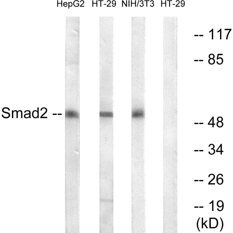 Western Blot - Anti-Smad2 Antibody (B0999) - Antibodies.com