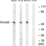 Western Blot - Anti-Smad2 Antibody (B0999) - Antibodies.com