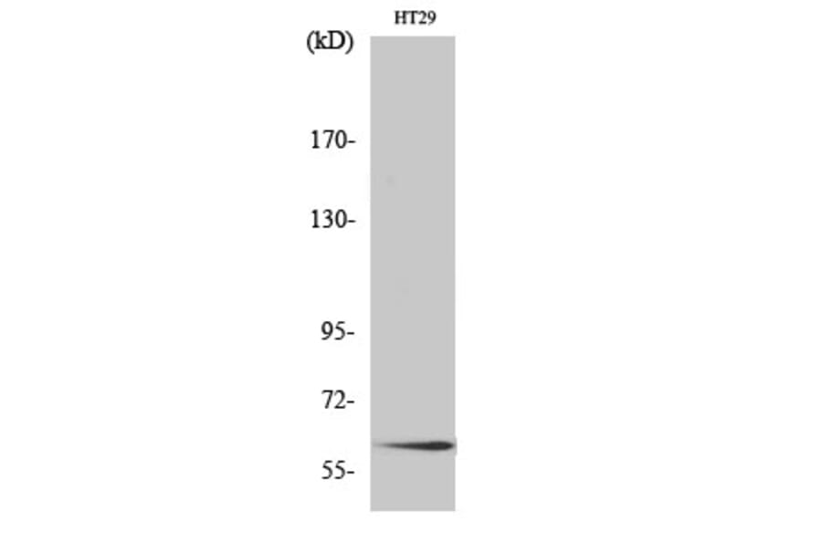 Western Blot - Anti-Smad2 Antibody (B0999) - Antibodies.com