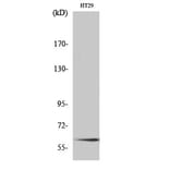 Western Blot - Anti-Smad2 Antibody (B0999) - Antibodies.com