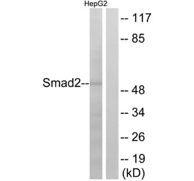 Western Blot - Anti-Smad2 Antibody (B0997) - Antibodies.com