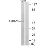 Western Blot - Anti-Smad2 Antibody (B0997) - Antibodies.com