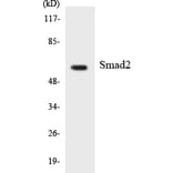 Western Blot - Anti-Smad2 Antibody (R12-3545) - Antibodies.com