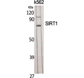 Western Blot - Anti-SirT1 Antibody (B8476) - Antibodies.com