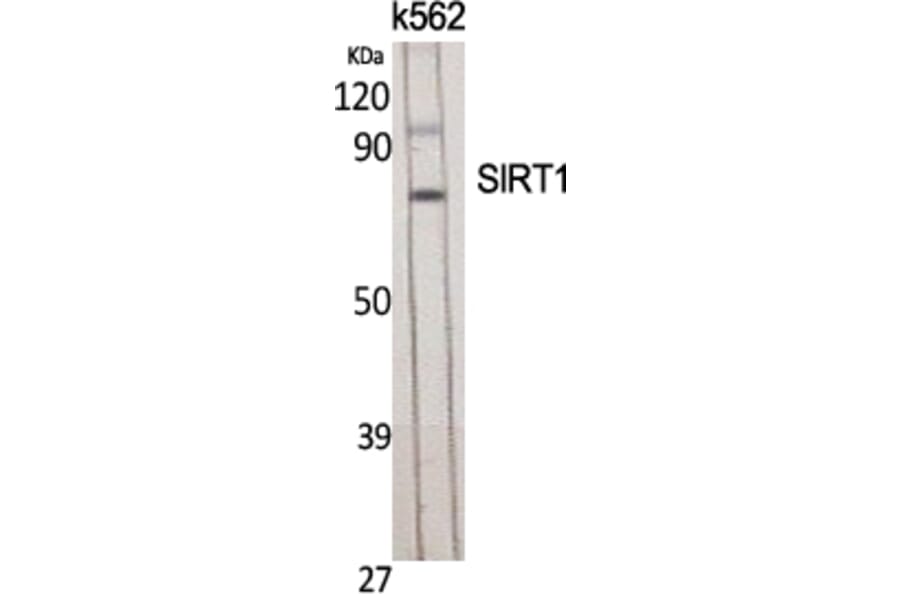Western Blot - Anti-SirT1 Antibody (B8476) - Antibodies.com