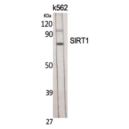 Western Blot - Anti-SirT1 Antibody (B8476) - Antibodies.com