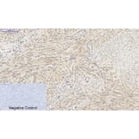 Immunohistochemistry - Anti-SirT1 Antibody (B8476) - Antibodies.com