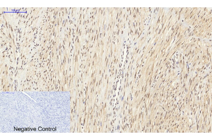 Immunohistochemistry - Anti-SirT1 Antibody (B8476) - Antibodies.com